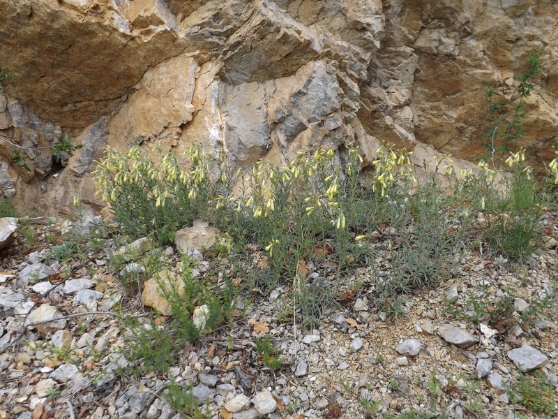Onosma heterophylla photo 7