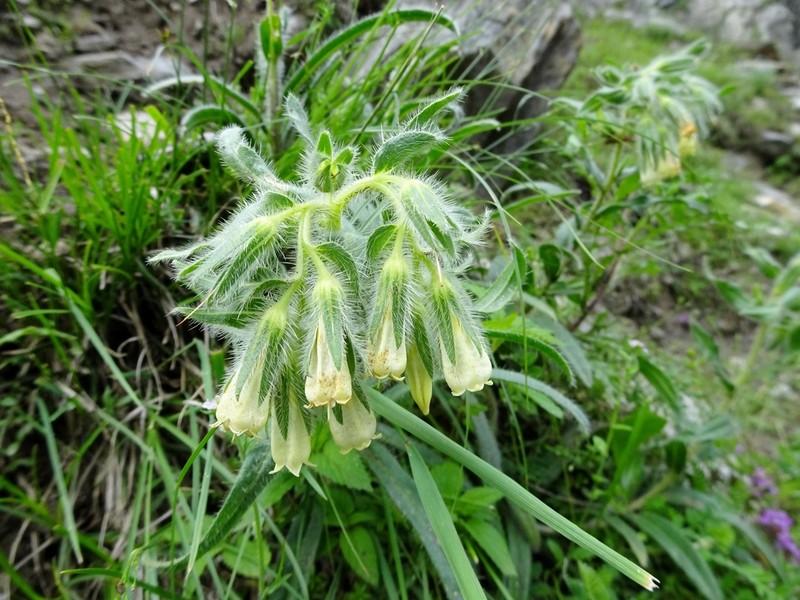 Onosma hispida
