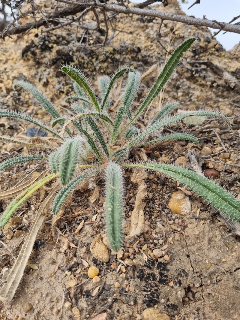 Onosma irritans