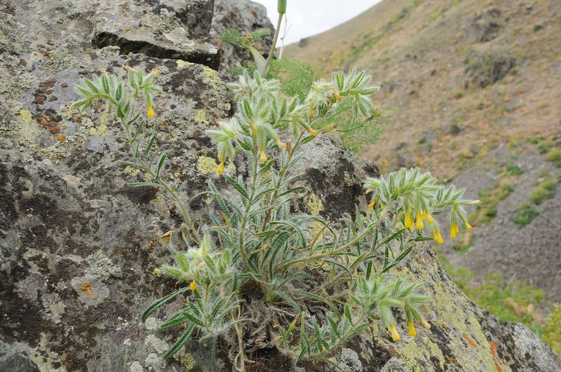 Onosma irritans photo 2