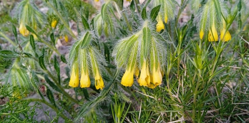 Onosma irritans photo 3
