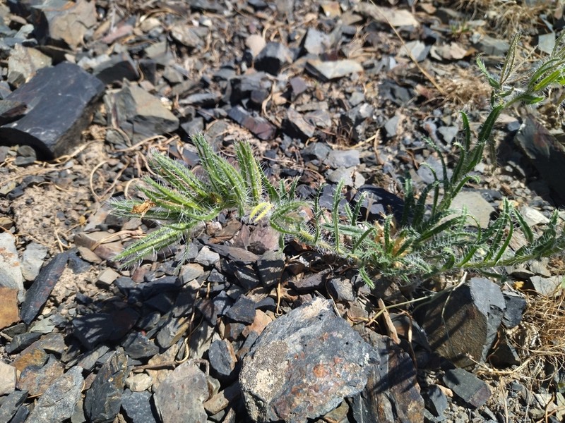 Onosma irritans photo 4