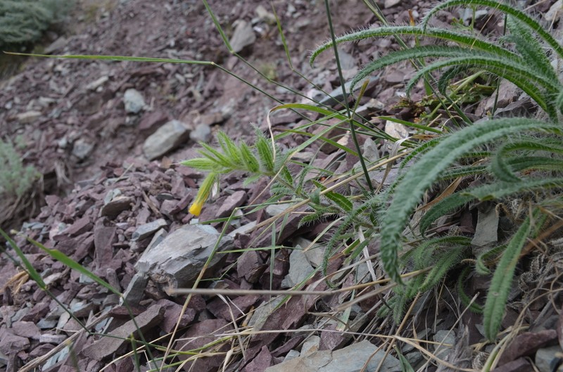 Onosma irritans photo 5