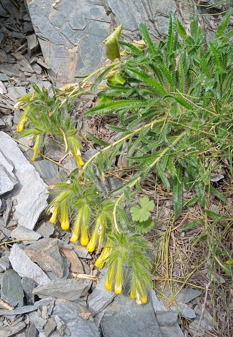 Onosma irritans photo 6