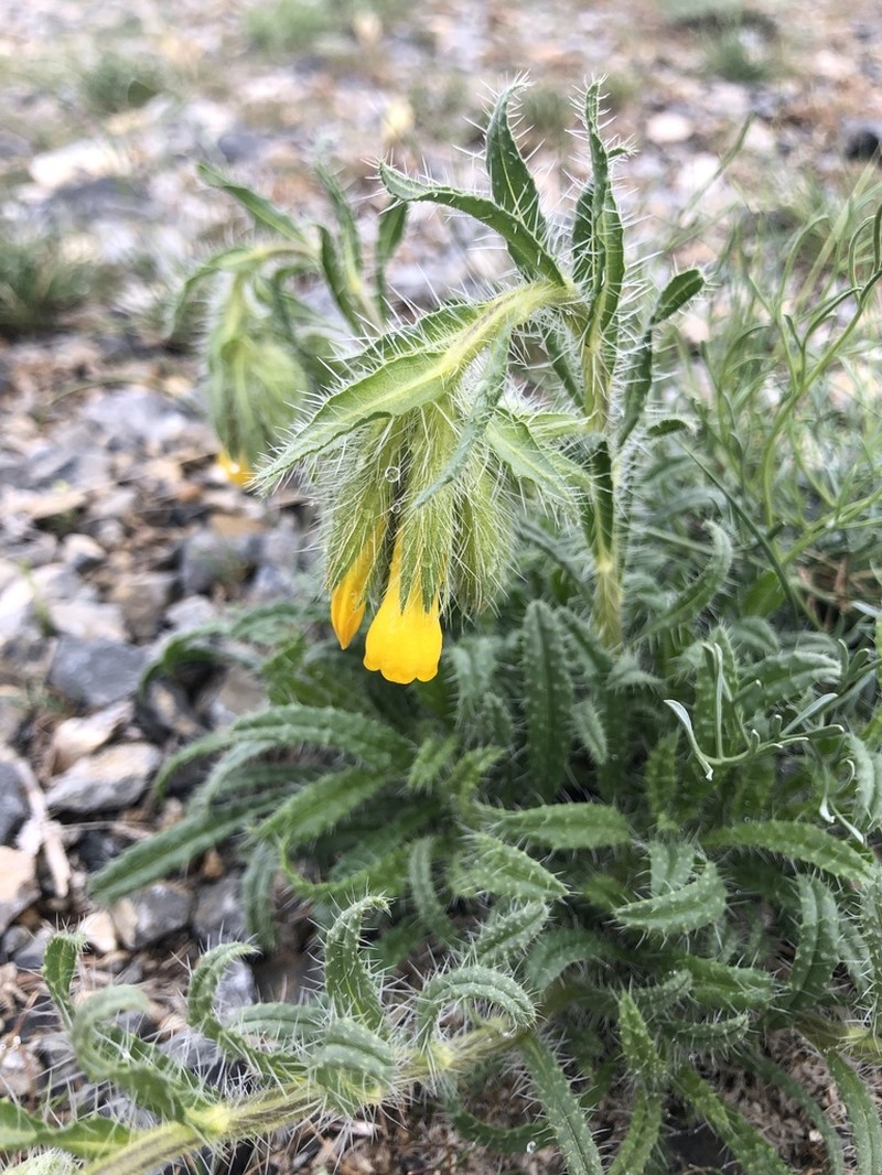 Onosma irritans photo 7