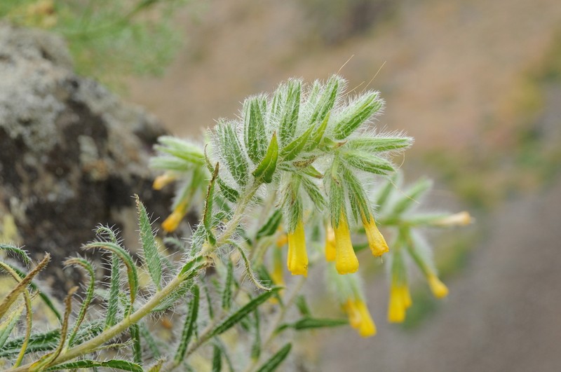 Onosma irritans photo 8