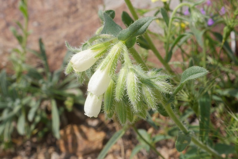 Onosma isaurica