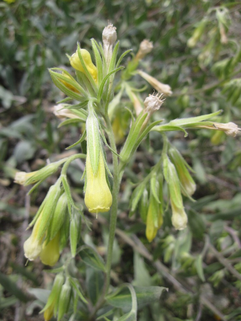 Onosma isaurica photo 2