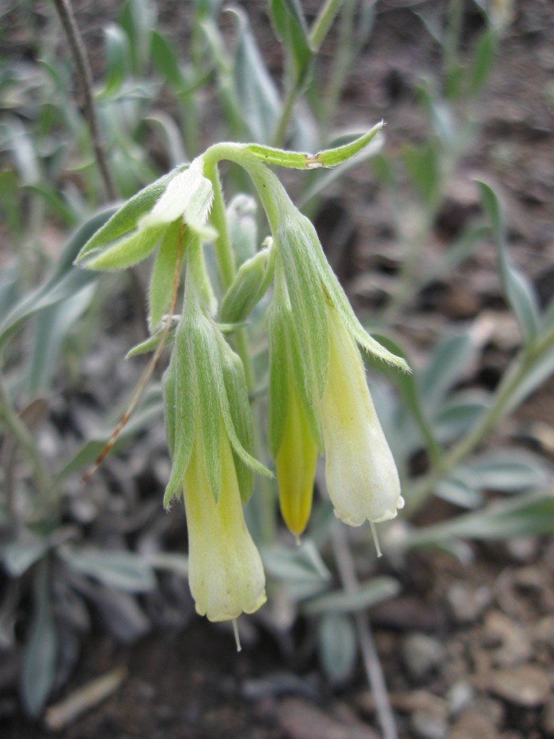 Onosma isaurica photo 3
