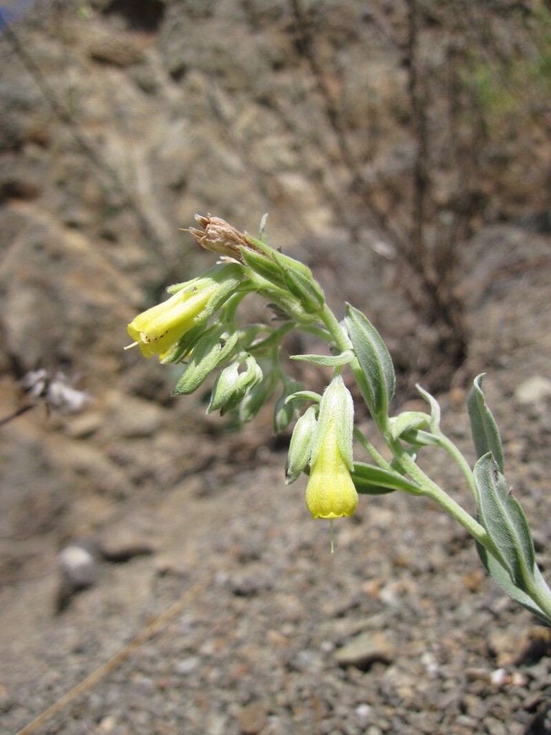 Onosma isaurica photo 4