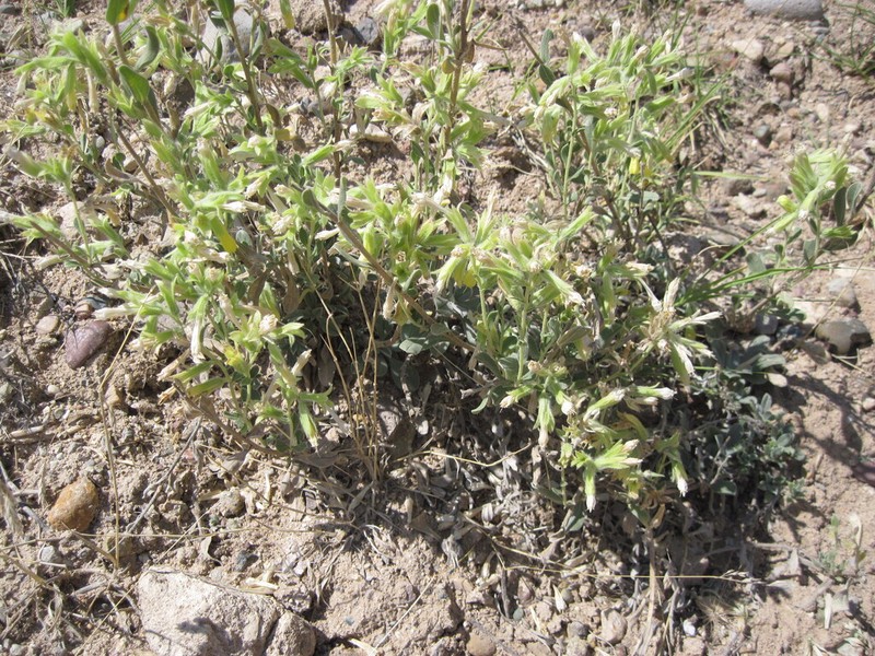 Onosma isaurica photo 5