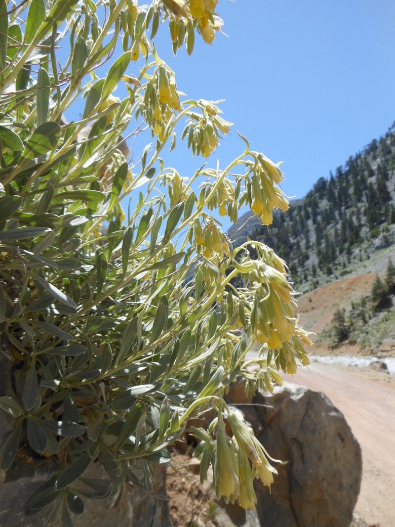 Onosma isaurica photo 6