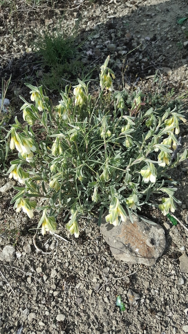 Onosma isaurica photo 7