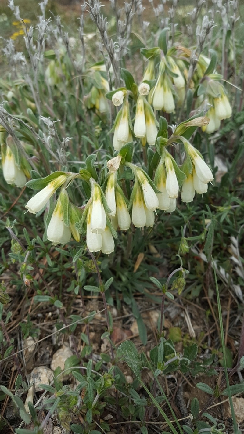 Onosma isaurica photo 8