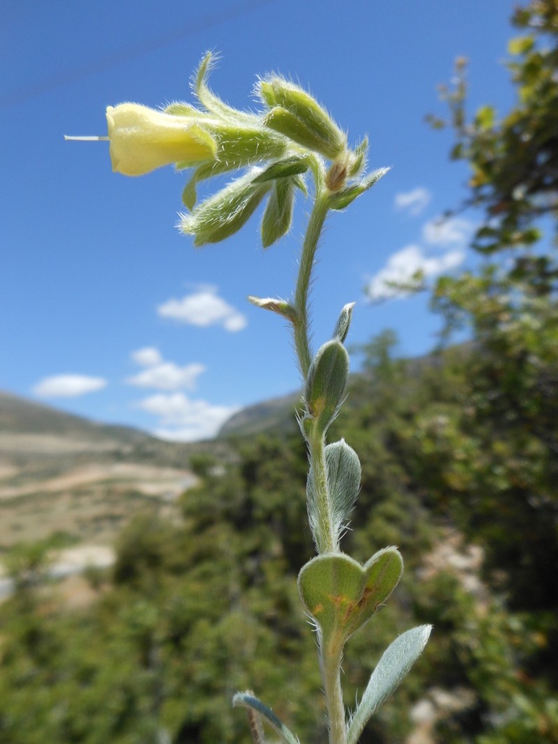 Onosma juliae