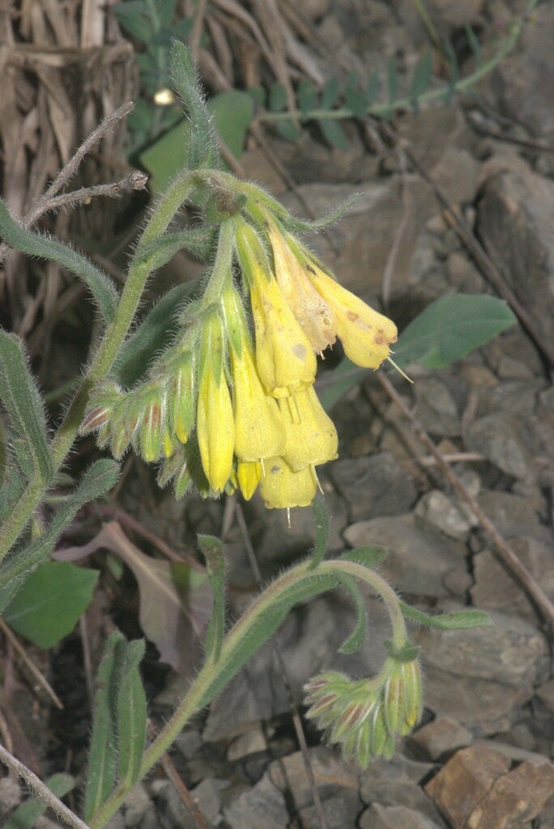 Onosma kaheirei