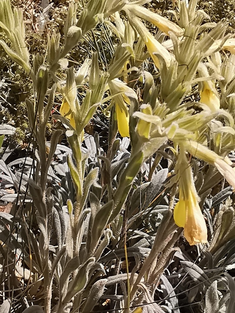 Onosma kaheirei photo 2