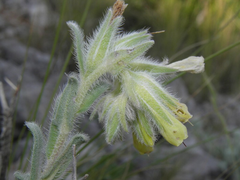Onosma kaheirei photo 3