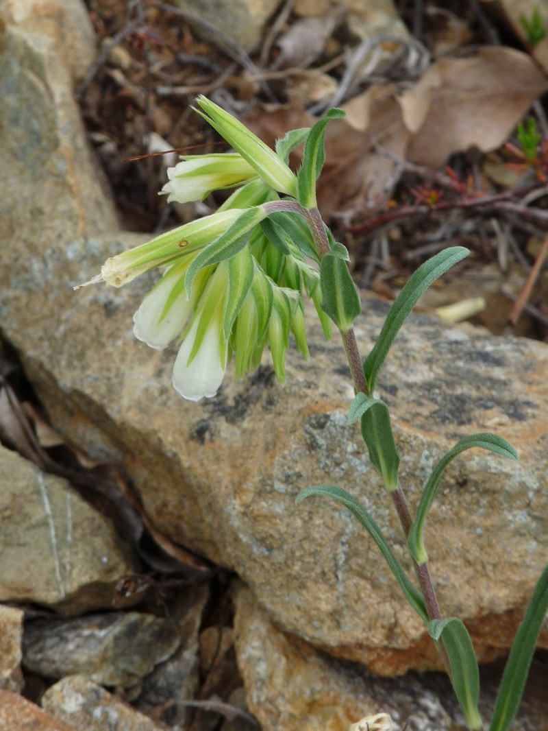 Onosma kittaniae
