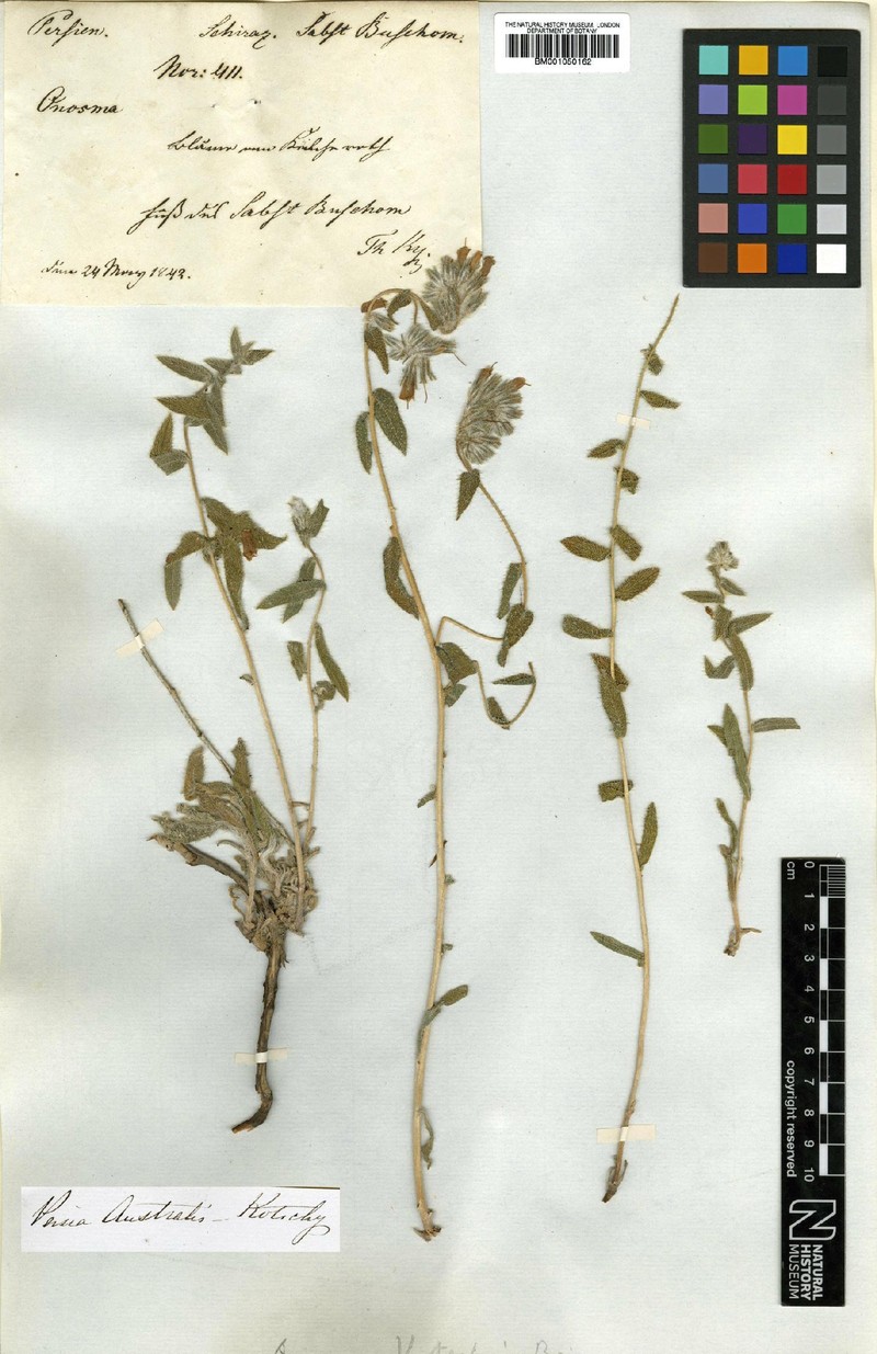 Onosma kotschyi