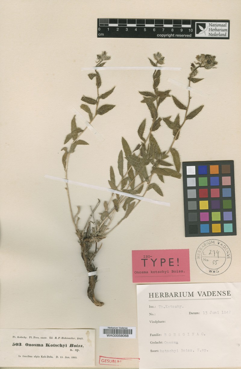 Onosma kotschyi photo 2