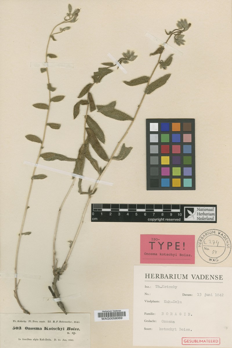 Onosma kotschyi photo 3