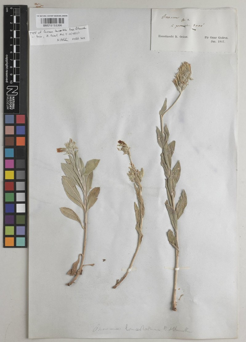 Onosma lanceolata