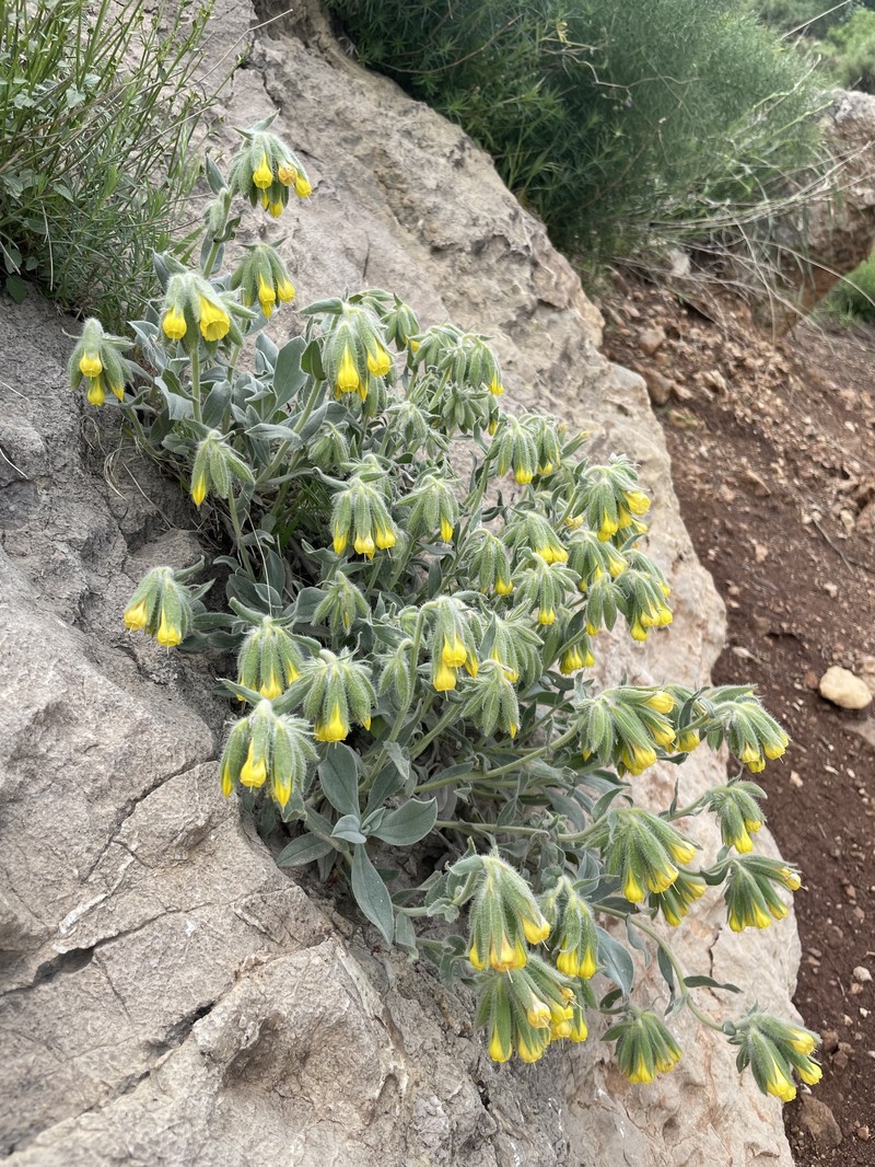 Onosma latifolia photo 3