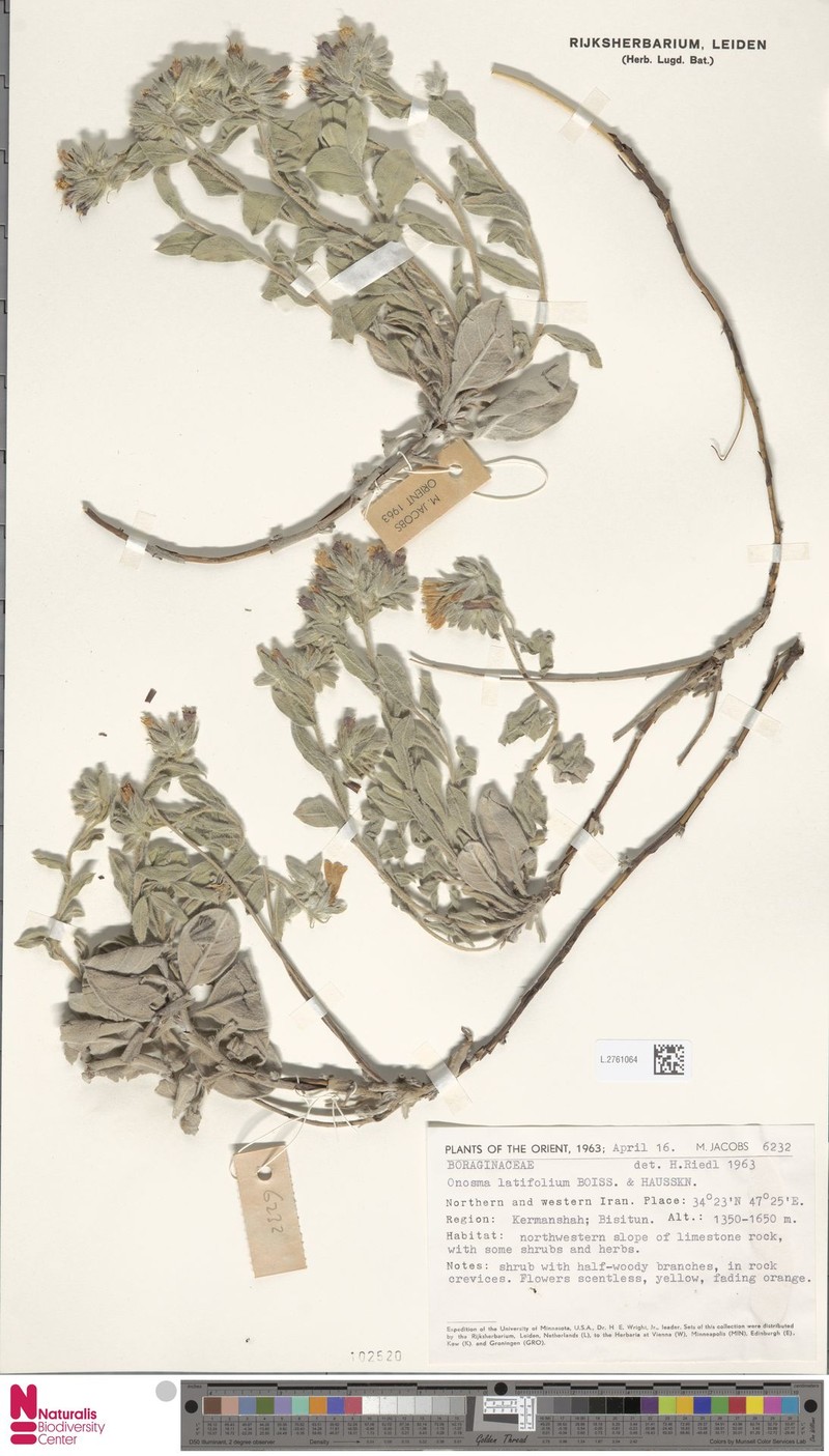 Onosma latifolia photo 5