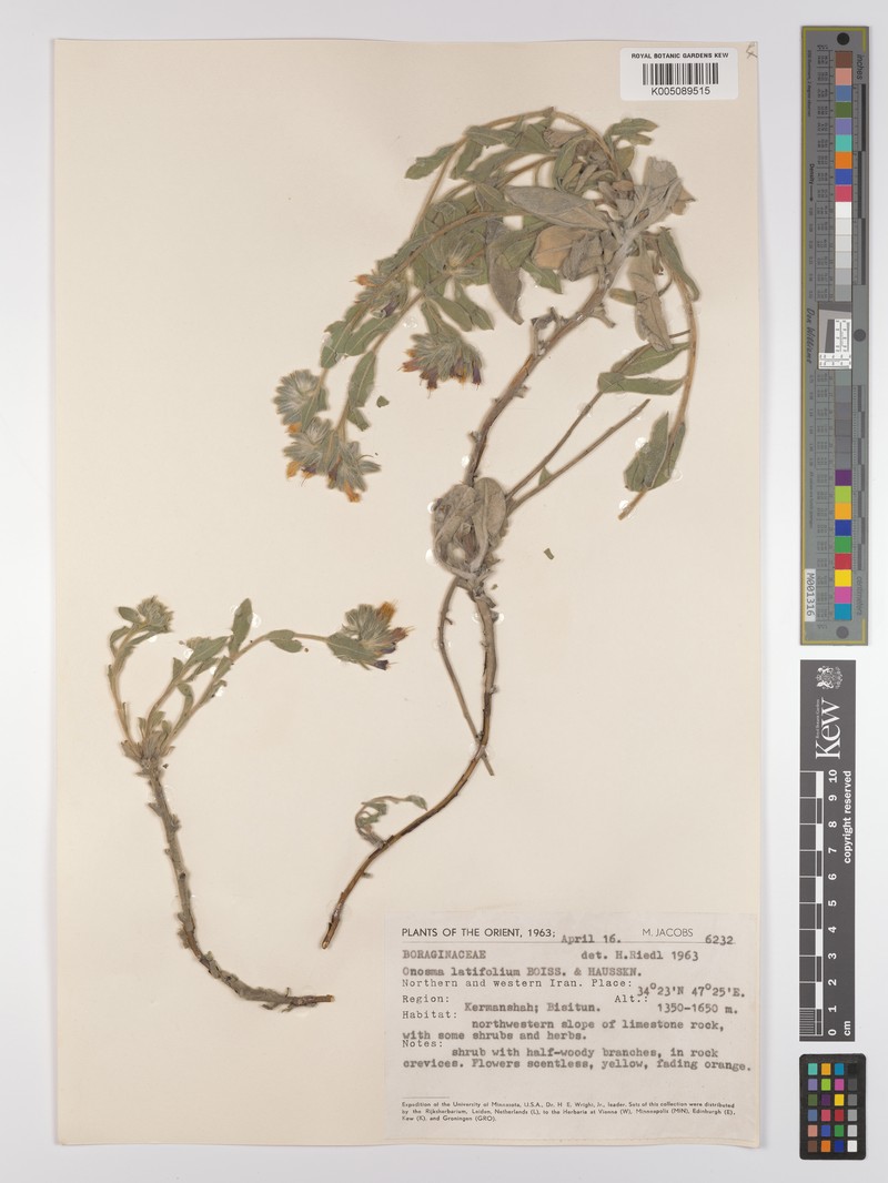Onosma latifolia photo 6