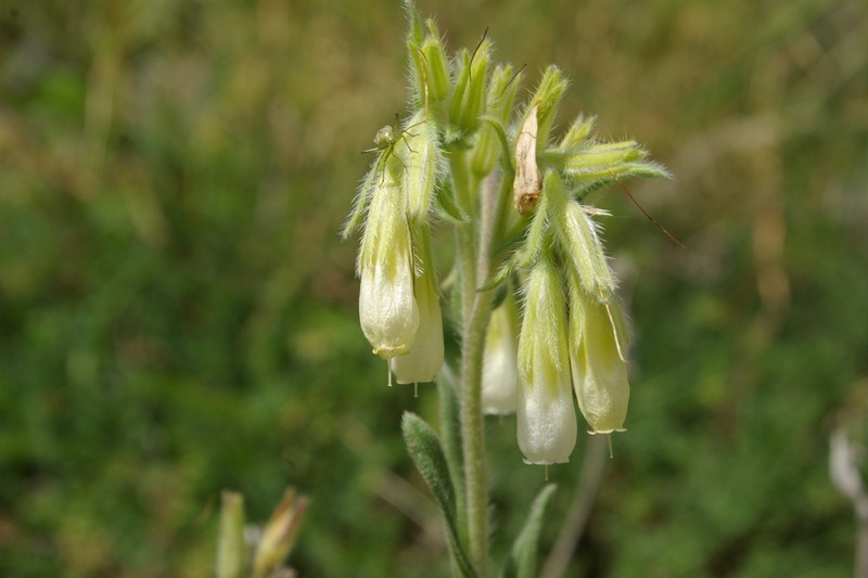 Onosma levinii