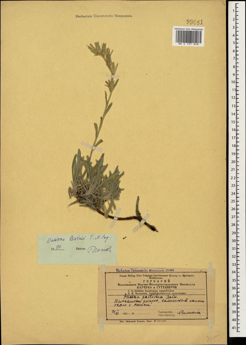 Onosma levinii photo 3