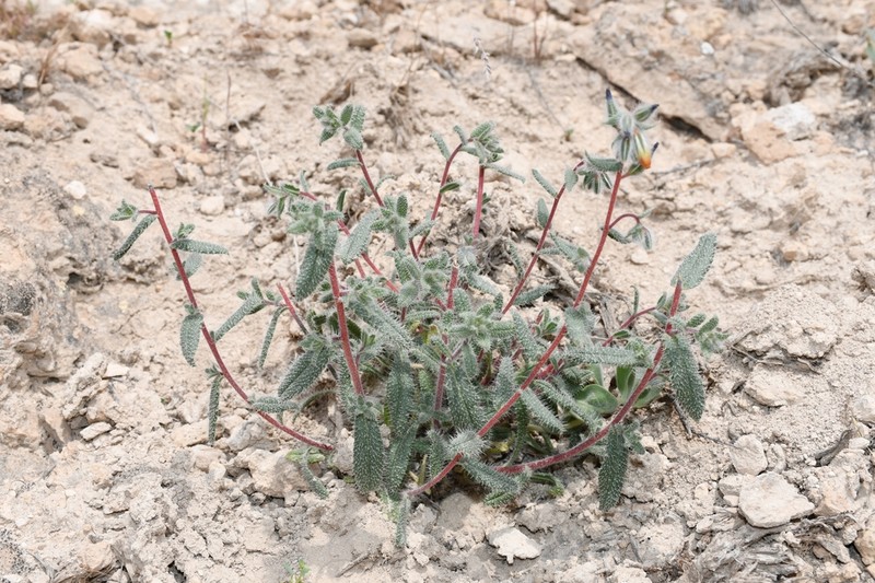 Onosma liwanowii photo 2