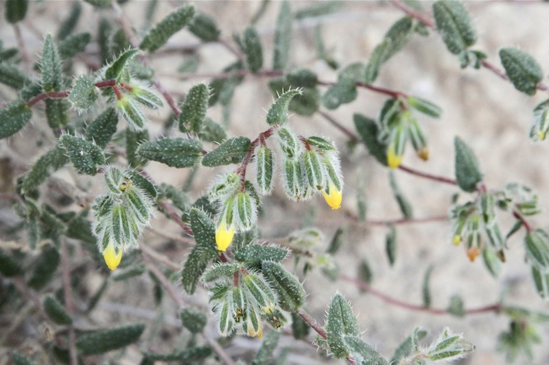 Onosma liwanowii photo 4