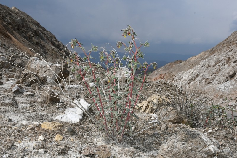 Onosma liwanowii photo 5