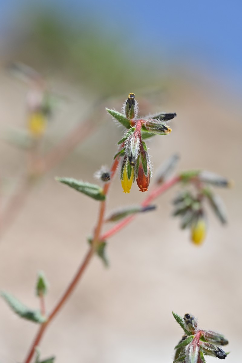 Onosma liwanowii photo 7