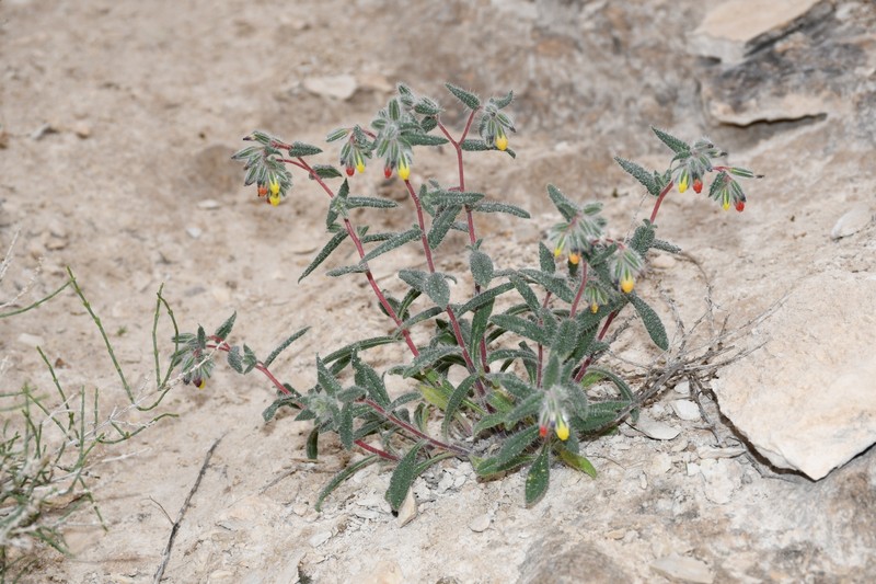Onosma liwanowii photo 8