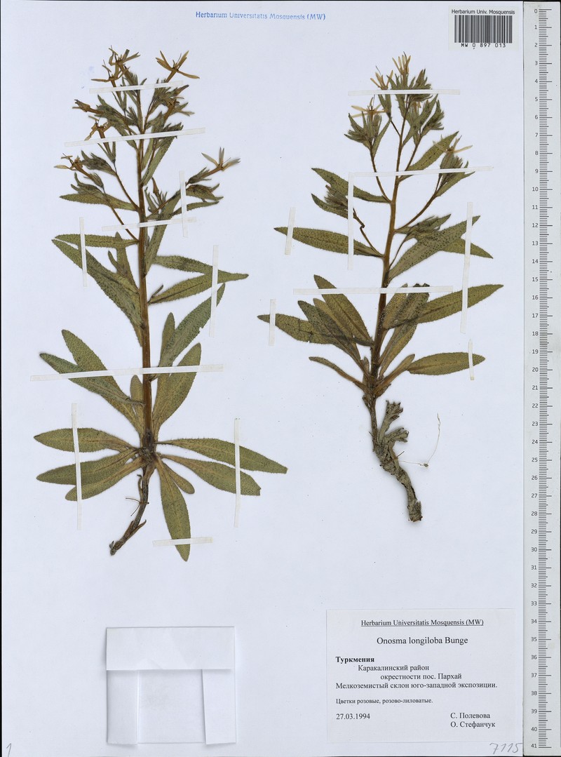 Onosma longiloba