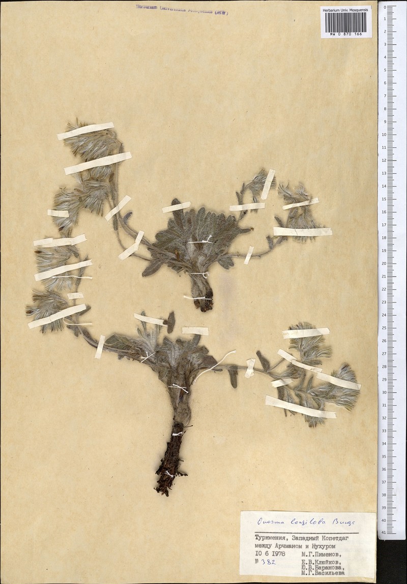 Onosma longiloba photo 2