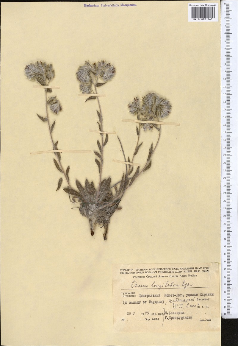 Onosma longiloba photo 3
