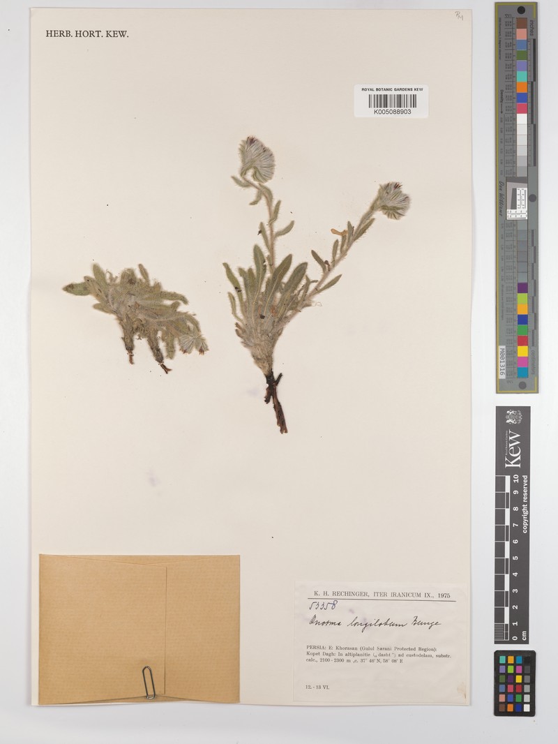 Onosma longiloba photo 4