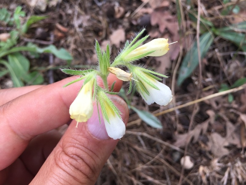Onosma lycaonica