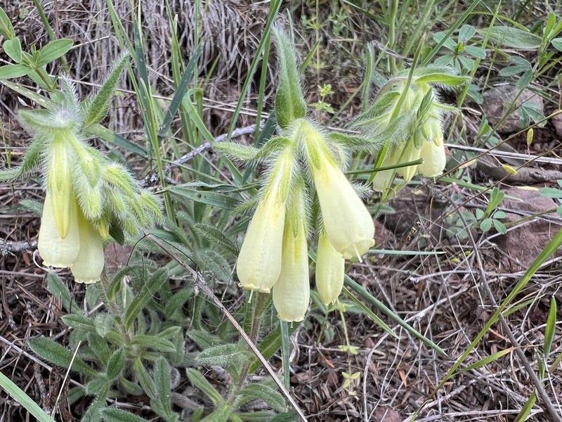 Onosma lycaonica photo 2