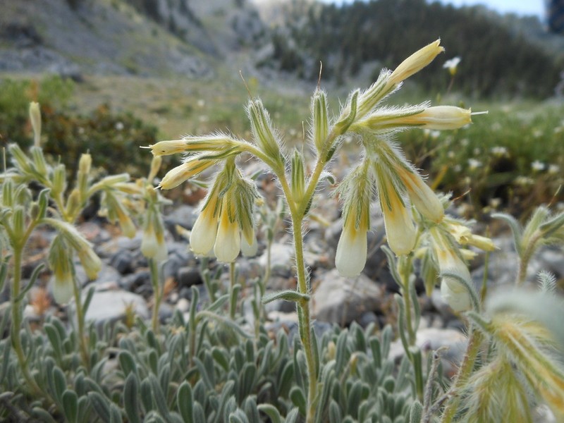 Onosma lycaonica photo 3
