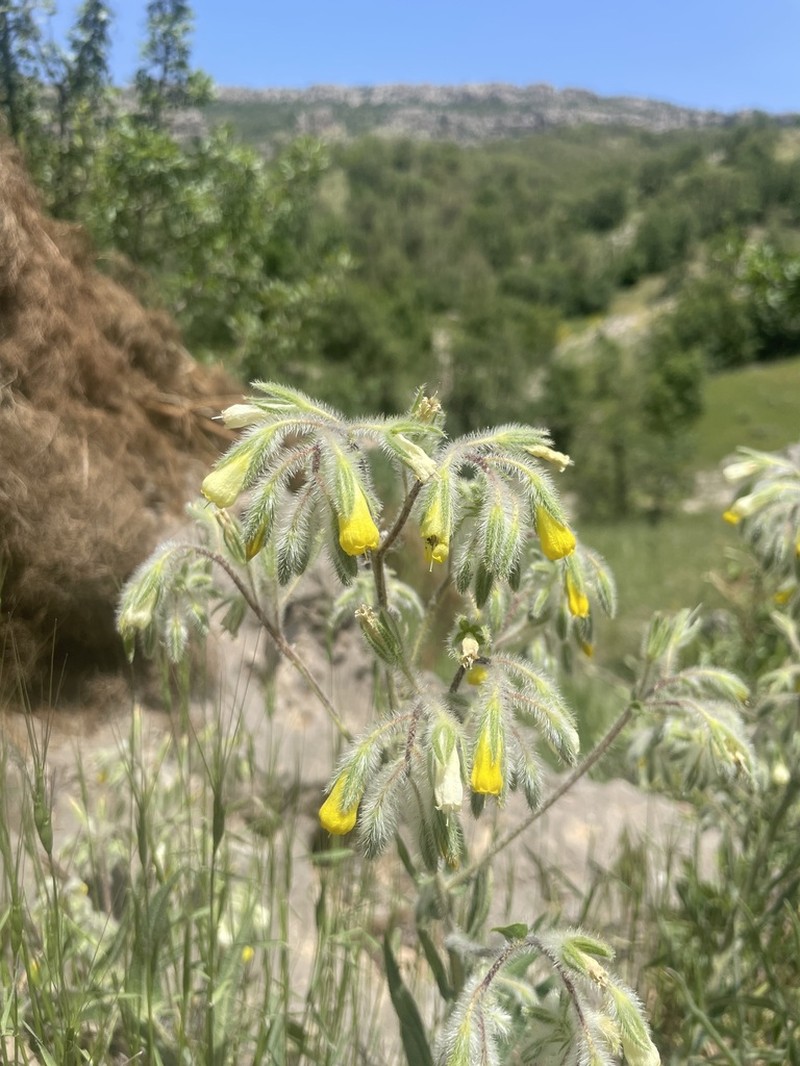 Onosma macrophylla