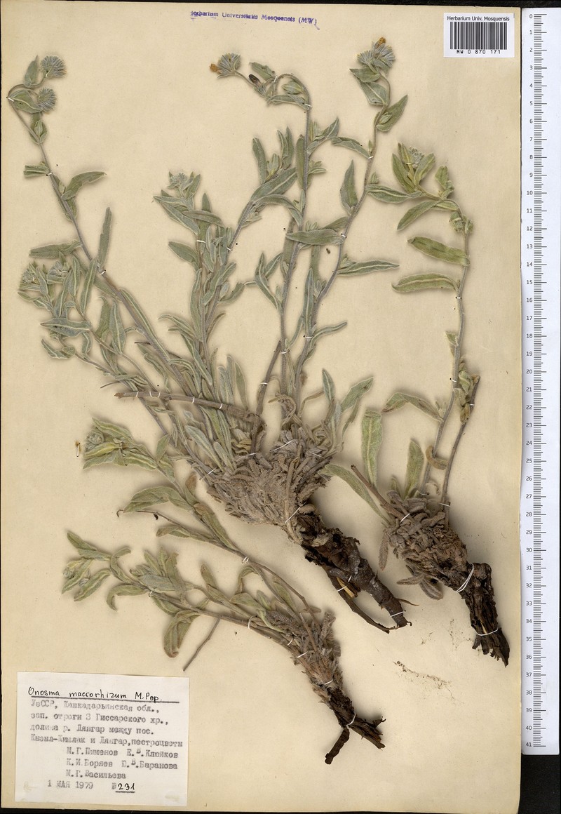Onosma macrorhiza