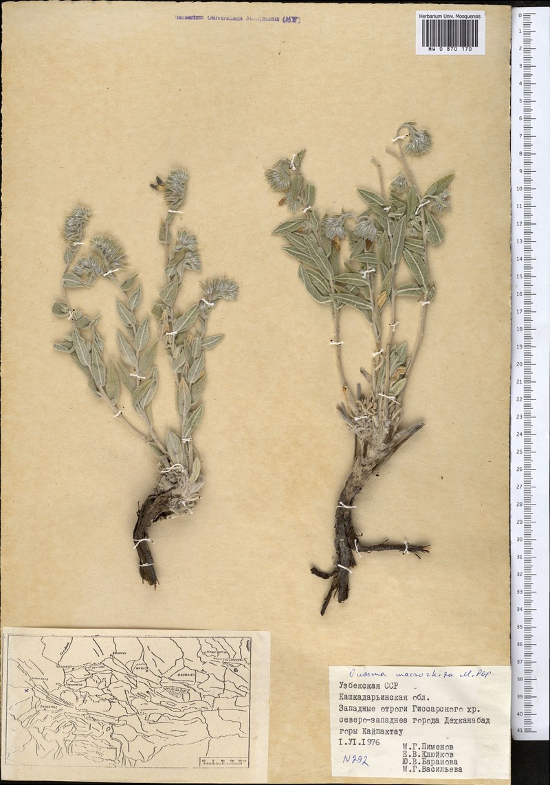 Onosma macrorhiza photo 2