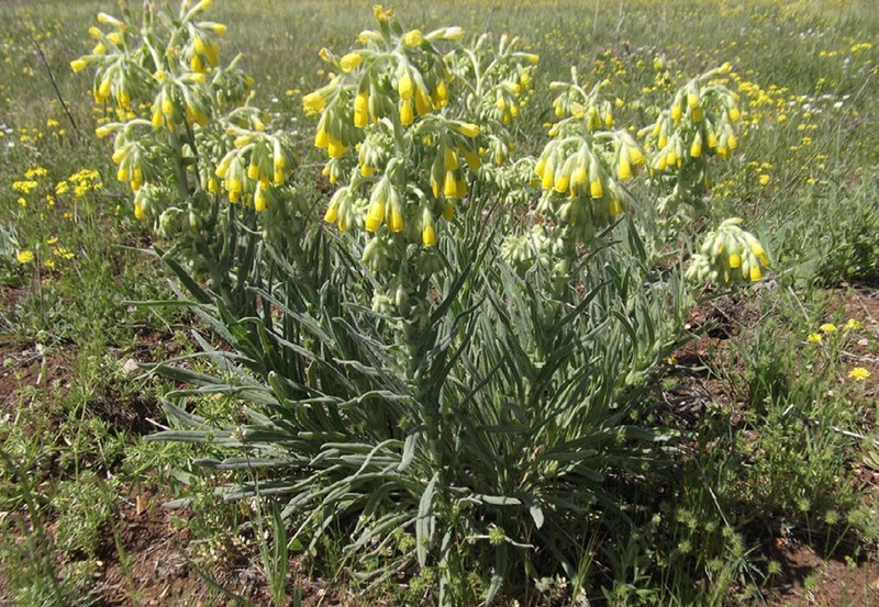 Onosma malatyana