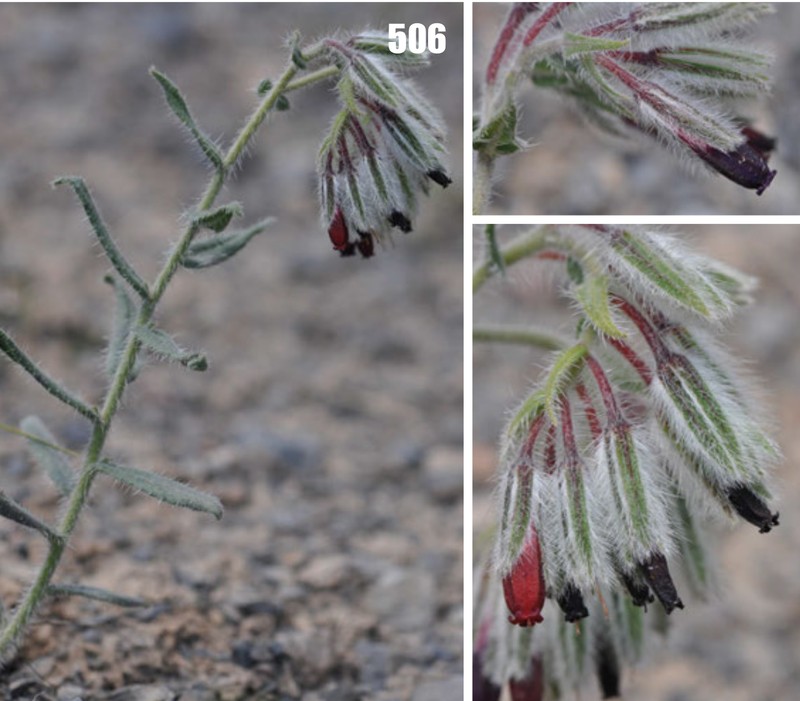 Onosma maracandica