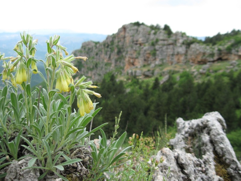 Onosma mattirolii
